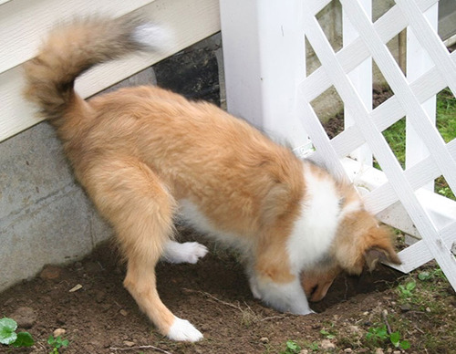 dog_fence_digging